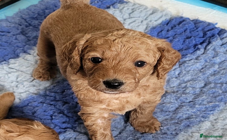 Labradoodle dogs - Advert 3