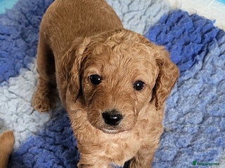 Labradoodle dogs - Advert 4