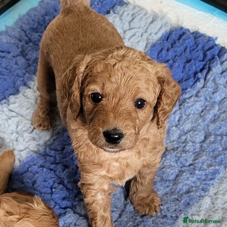 Labradoodle dogs - Advert 8