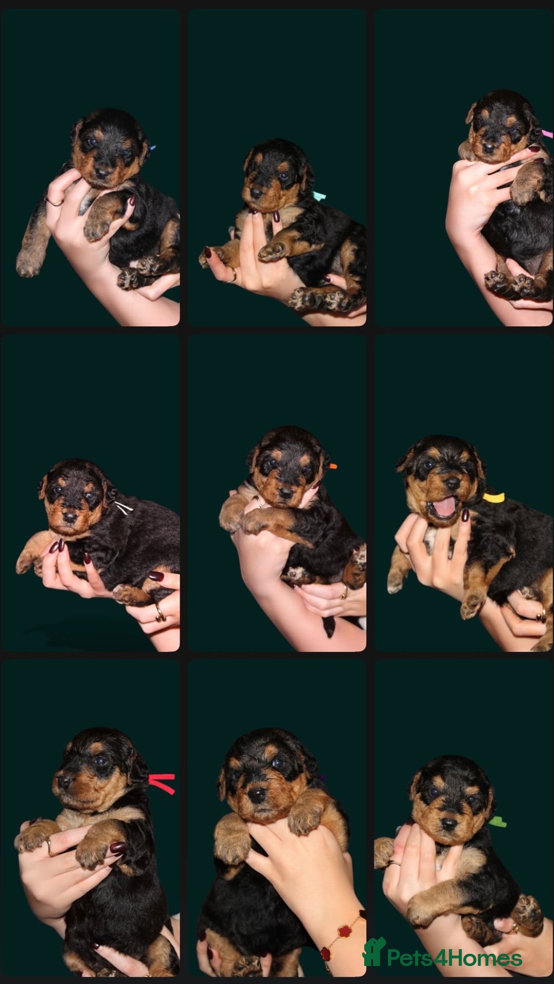 Airedale Terrier dogs for sale: KC Female Airedale Puppy🌟🐾 - Advert 11