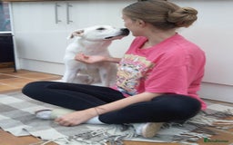 Mixed Breed dogs for sale: Young female Labrador cross for adoption  - Image 15