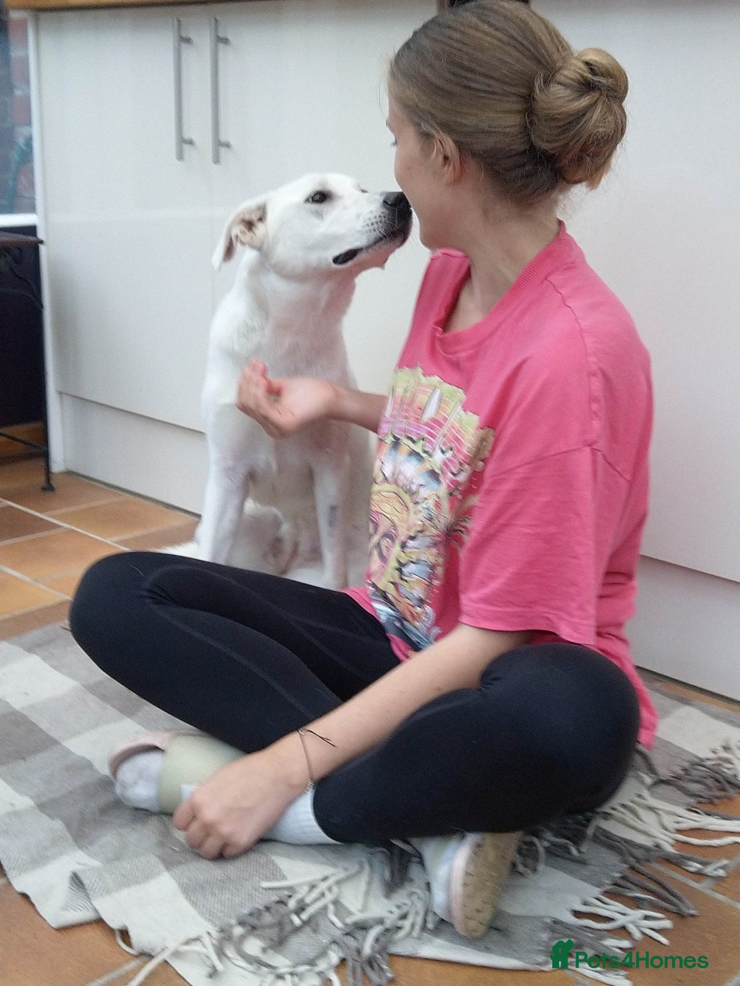 Mixed Breed dogs for sale: Young female Labrador cross for adoption  - Image 15