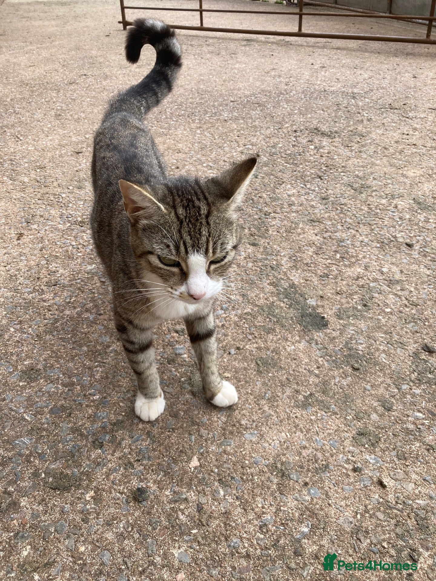 Mixed Breed cats 4 playful kittens looking for new homes - Advert 6