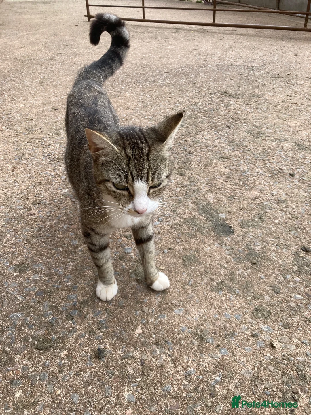 Mixed Breed cats for sale: 4 playful kittens looking for new homes - Advert 1