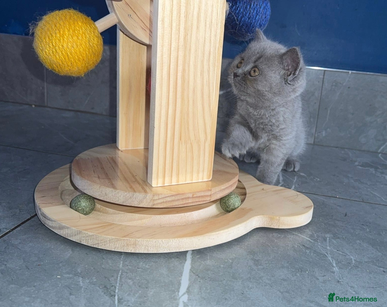 British Shorthair cats GCCF Registered Blue Female  - Advert 1