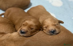 Golden Retriever dogs for sale: Dark Red Golden Retriever Pups  - Image 12