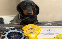 Miniature Dachshund dogs for stud: Miniature Black and Tan (crufts qualified) in Bridge of Weir - Image 1