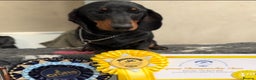 Miniature Dachshund dogs for stud: Miniature Black and Tan (crufts qualified) in Bridge of Weir - Advert 1