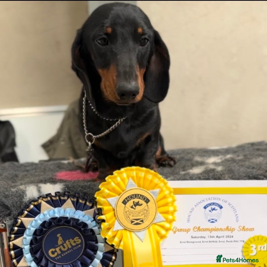 Miniature Dachshund dogs for stud: Miniature Black and Tan (crufts qualified) in Bridge of Weir - Image 1
