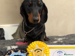 Miniature Dachshund dogs in Bridge of Weir - Advert 5