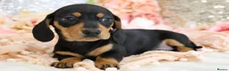 Miniature Dachshund dogs for sale: KC Miniature Dachshund Puppies - Advert 11