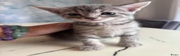 British Shorthair cats for sale: Grey, beautiful British shorthair cross kirtens - Advert 3