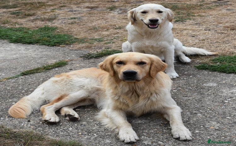 Golden Retriever dogs - Advert 2