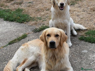 Golden Retriever dogs - Advert 1