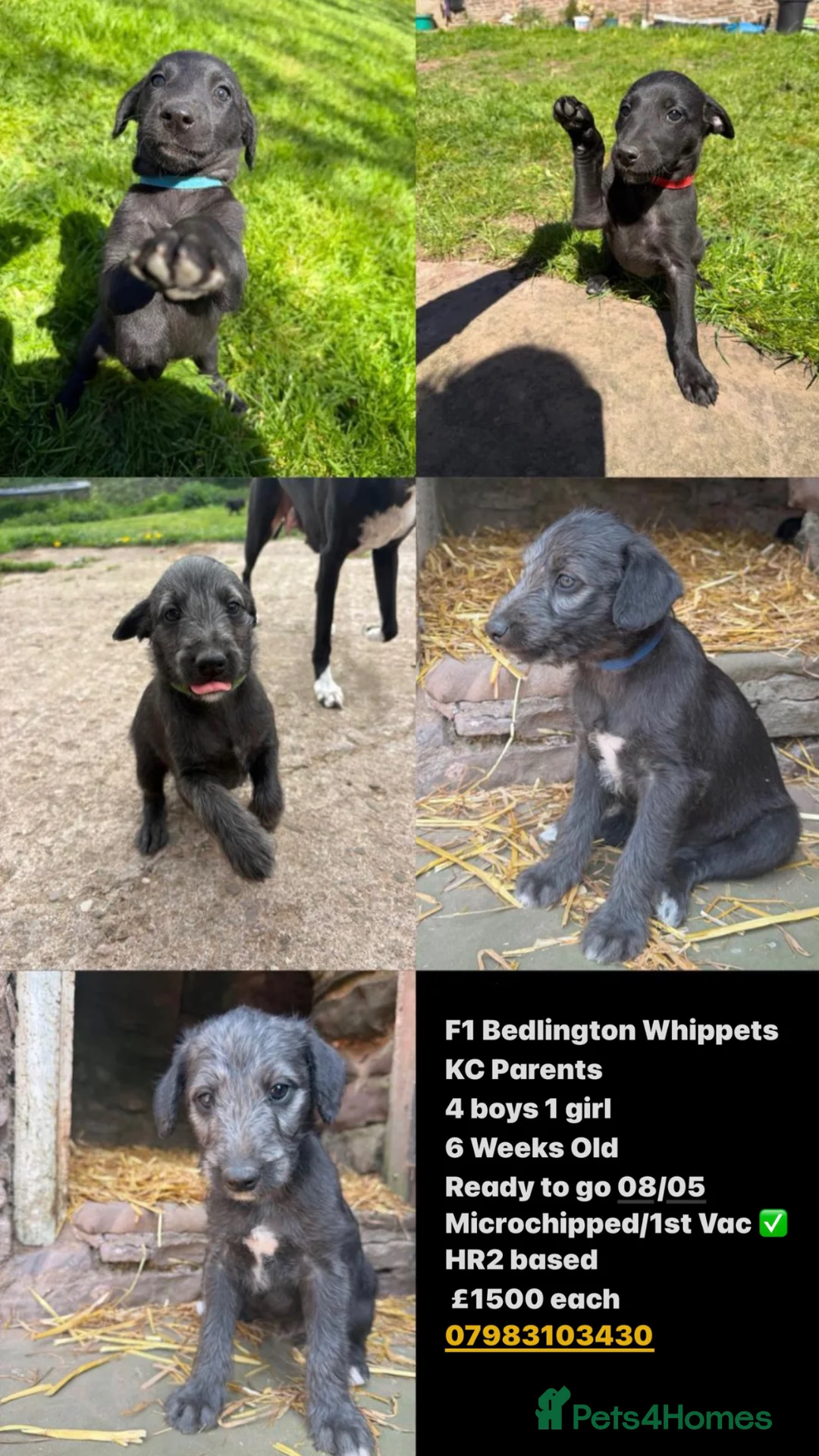 Mixed Breed dogs for sale: F1 CT CLEAR KC Mix Bedlington Whippets  in Hereford - Advert 1
