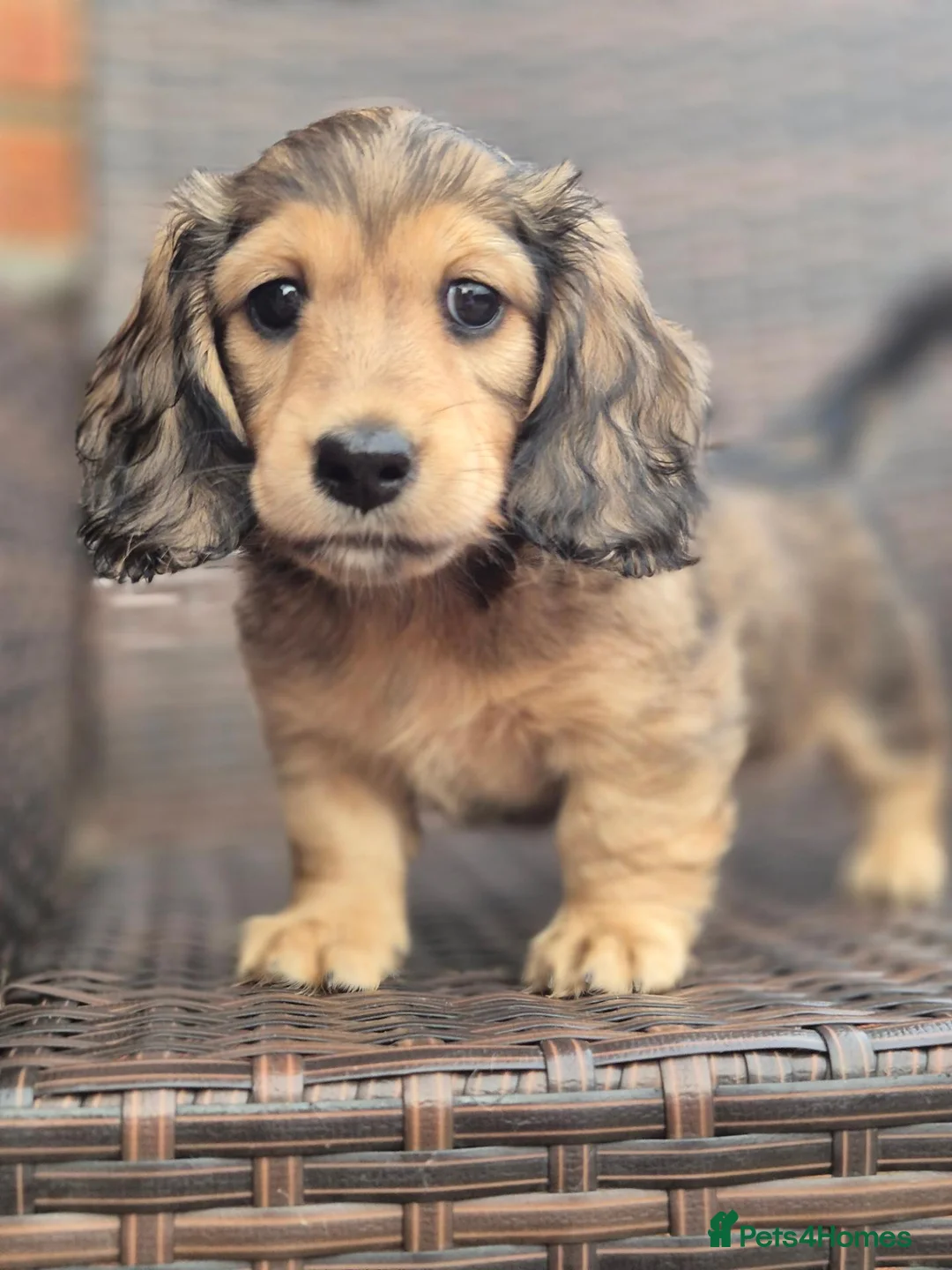 Miniature Dachshund dogs for sale: Miniature long haired Dachshund puppies - Advert 2