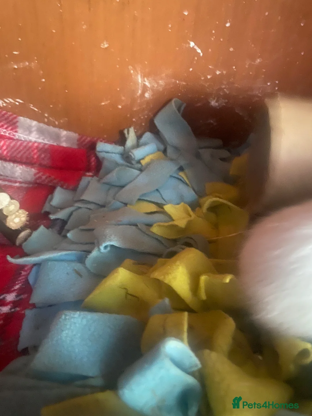 Guinea Pig rodents for sale: Guinea pigs  - Advert 2