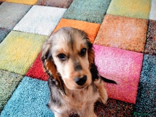 Cocker Spaniel dogs - Advert 1