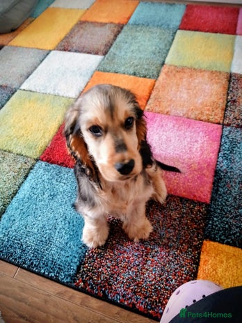 Cocker Spaniel dogs - Advert 1