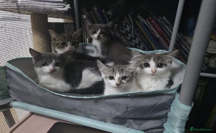 Mixed Breed cats - Advert 11