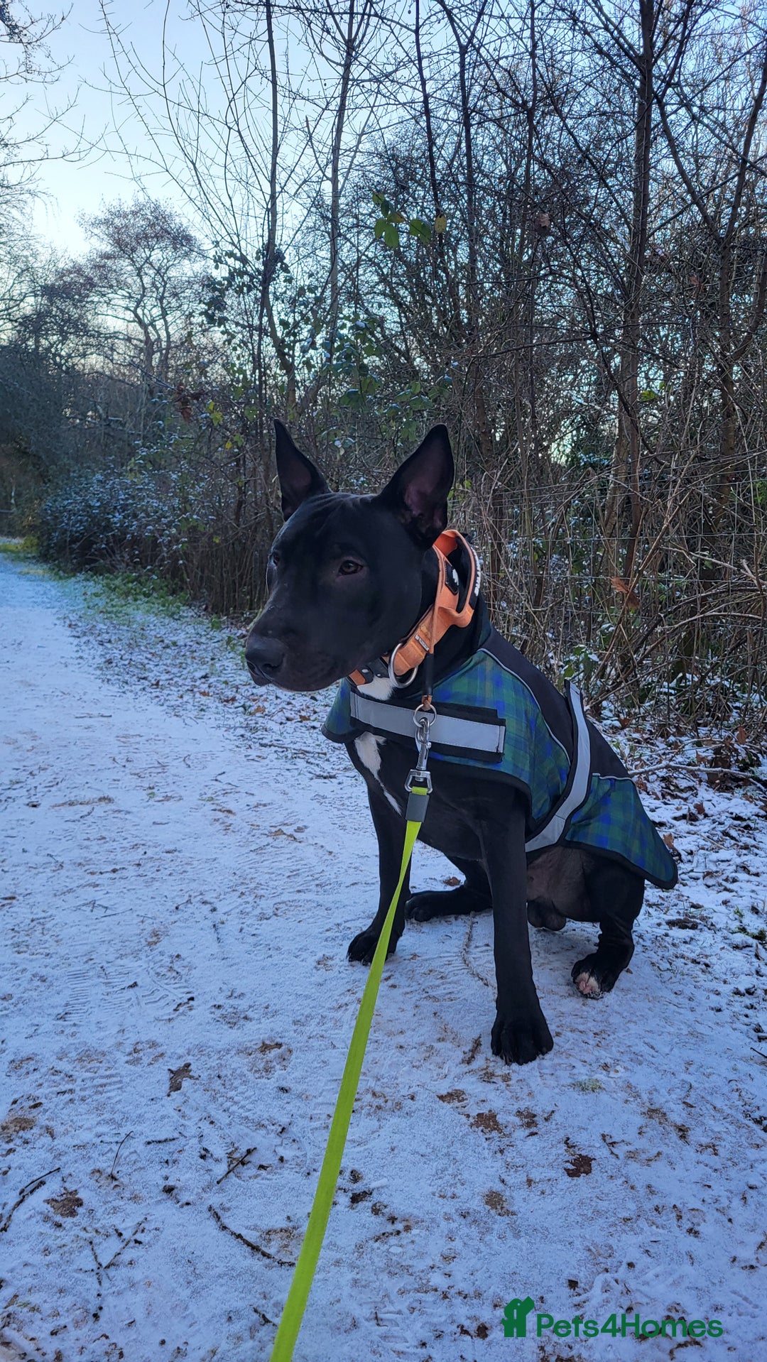 English Bull Terrier dogs for sale: English bull terrier WORKING LINES - Advert 1