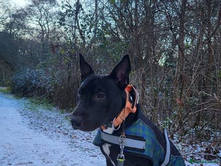 English Bull Terrier dogs English bull terrier WORKING LINES - Advert 11