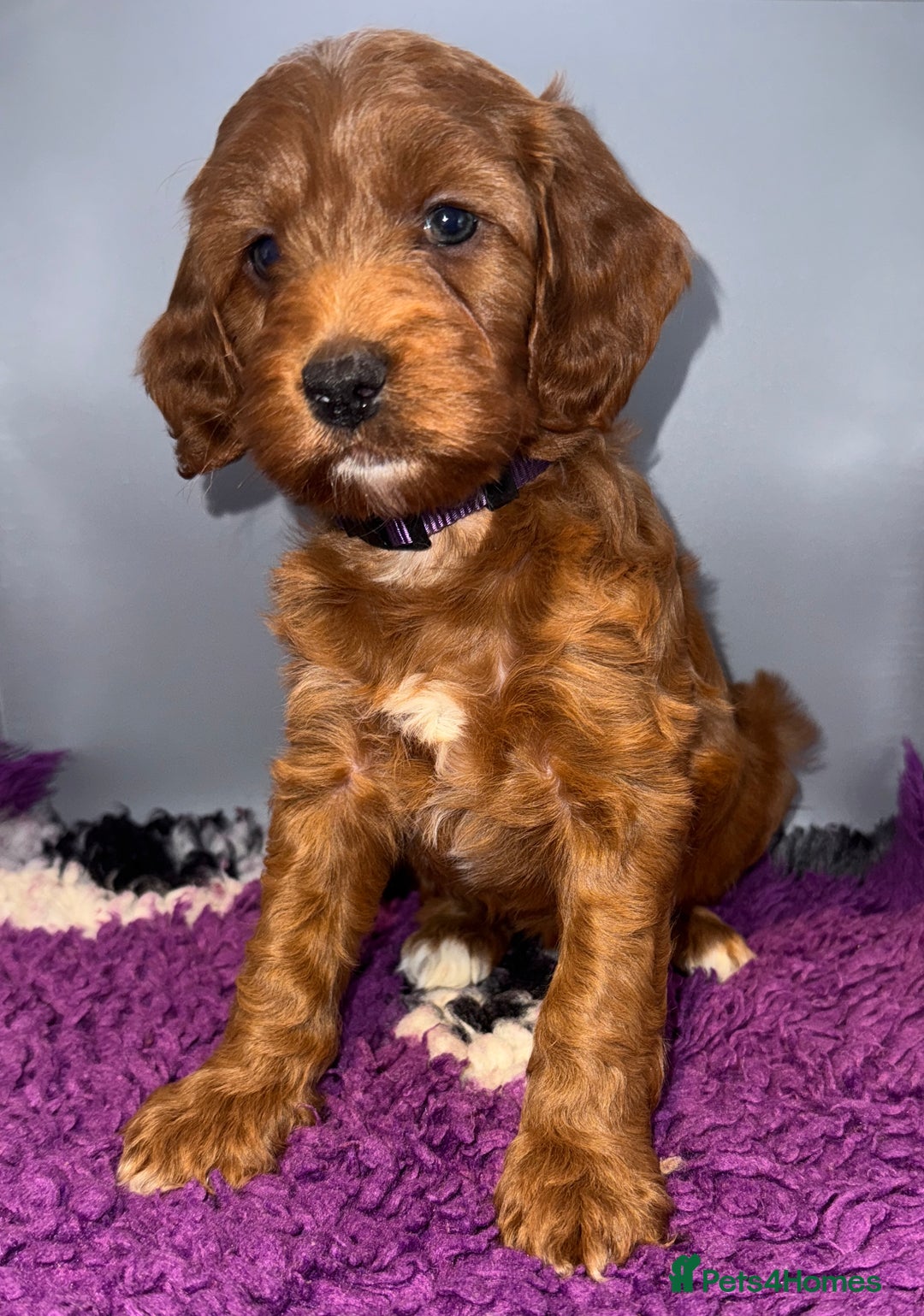 Cockapoo dogs for sale: Stunning F1 Cockapoo Puppies - Advert 5