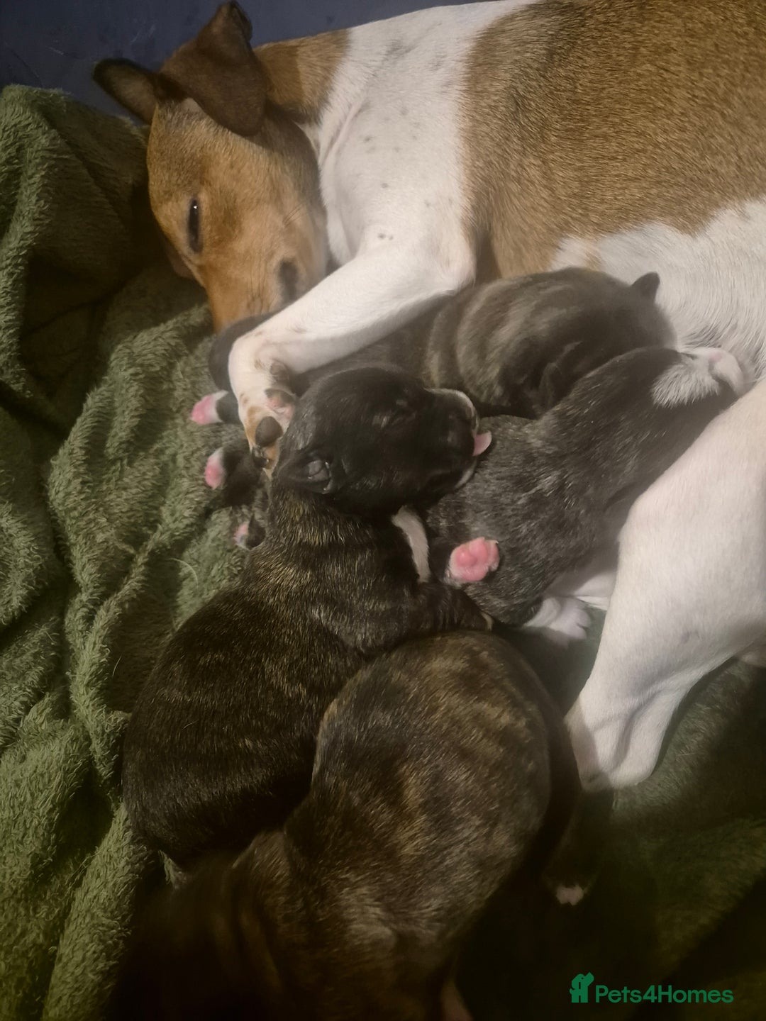 Mixed Breed dogs for sale: Stunning westie x jack russell puppies  - Advert 1