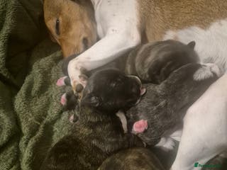 Mixed Breed dogs Stunning westie x jack russell puppies - Advert 14