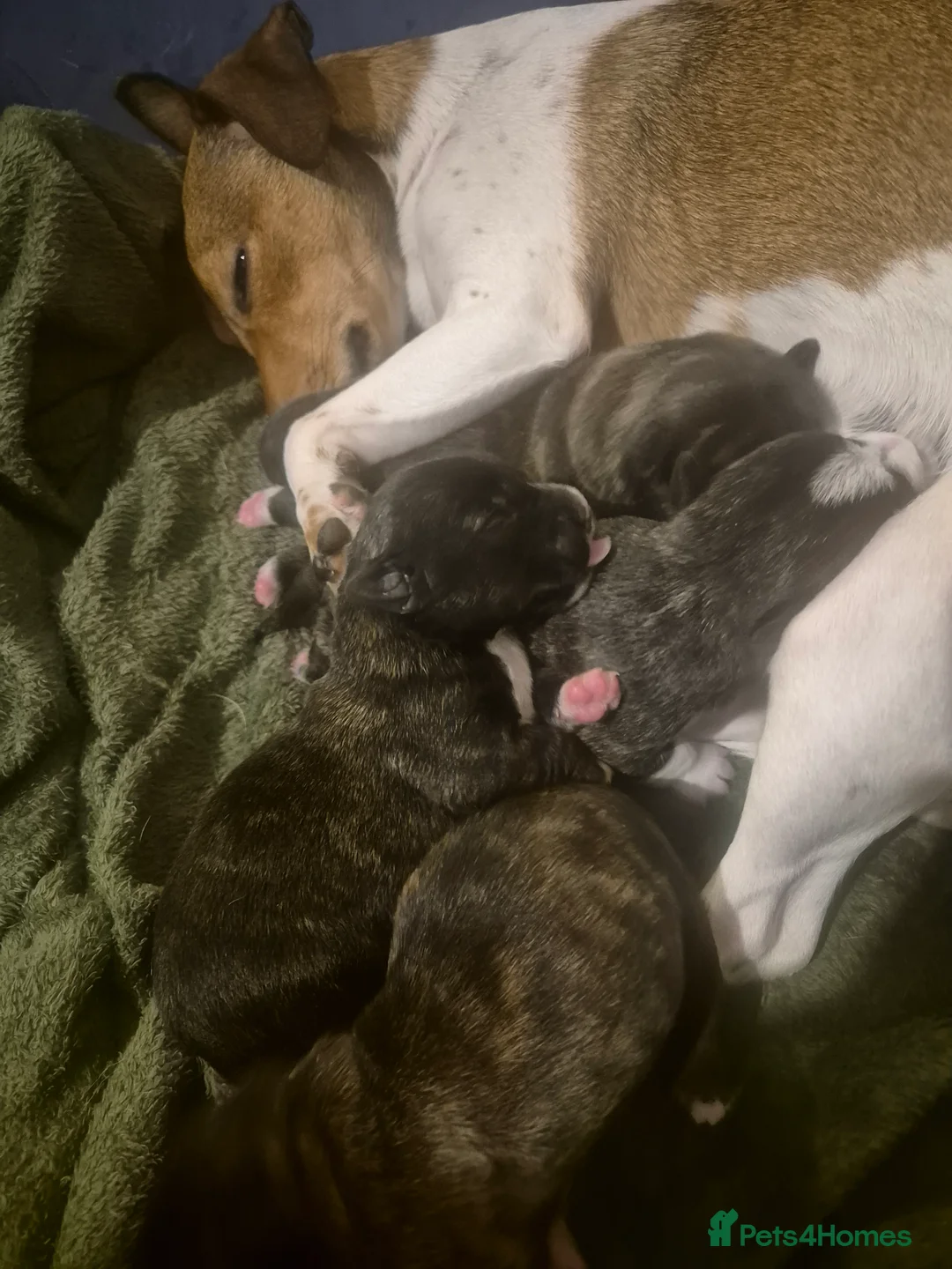 Mixed Breed dogs for sale: Stunning westie x jack russell puppies  - Advert 1