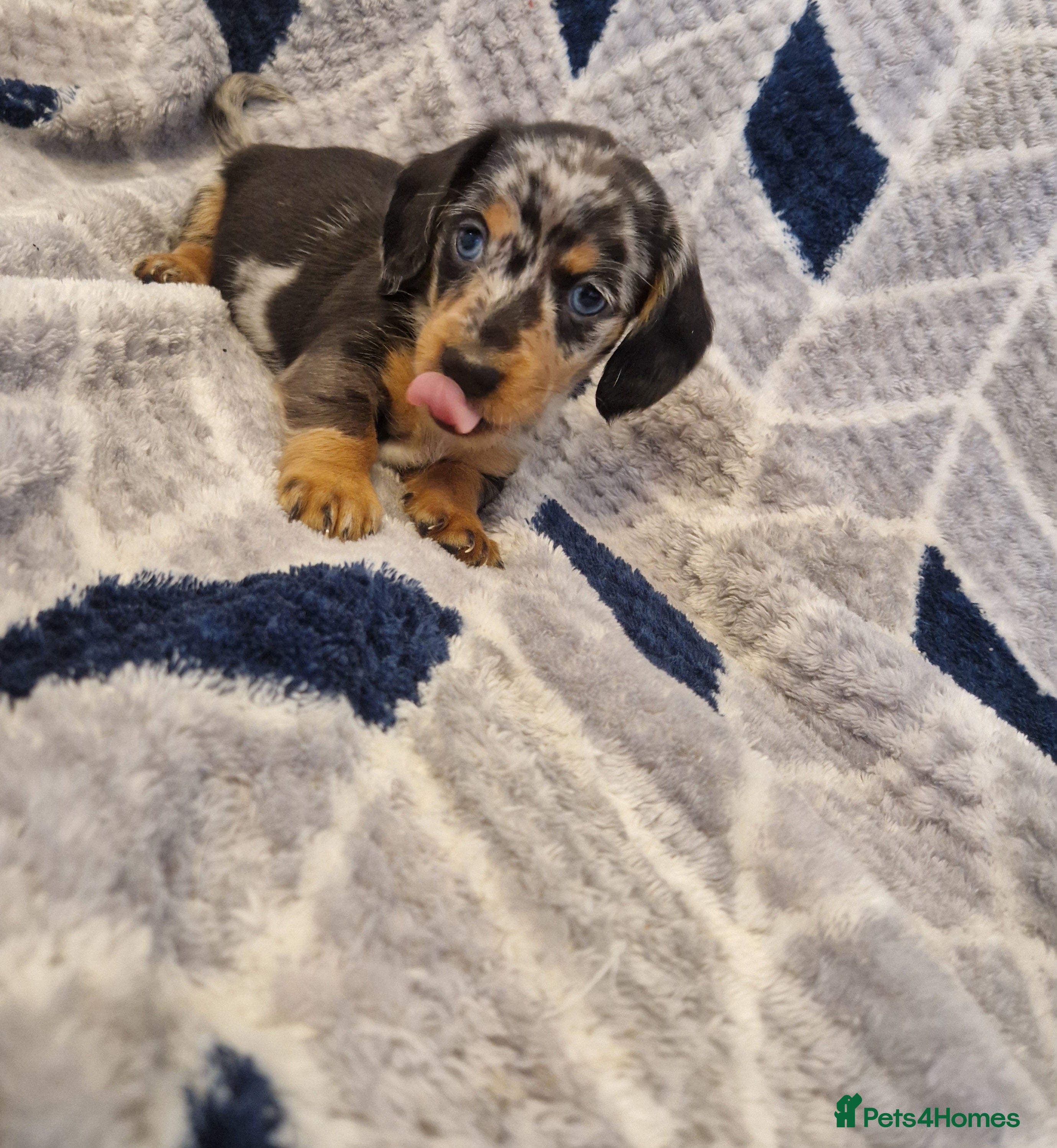 Miniature Dachshund dogs ⭐️🌈last 2 Beautiful miniature dachshunds🌈⭐️ - Advert 13
