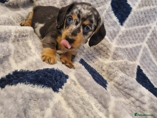 Miniature Dachshund dogs ⭐️🌈last 2 Beautiful miniature dachshunds🌈⭐️ - Advert 13