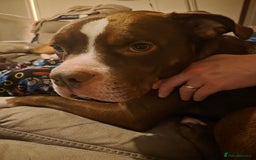 Mixed Breed dogs for sale: Staff x american bulldog looking for forever home - Image 1