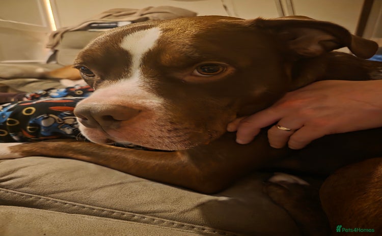 Mixed Breed dogs - Advert 1