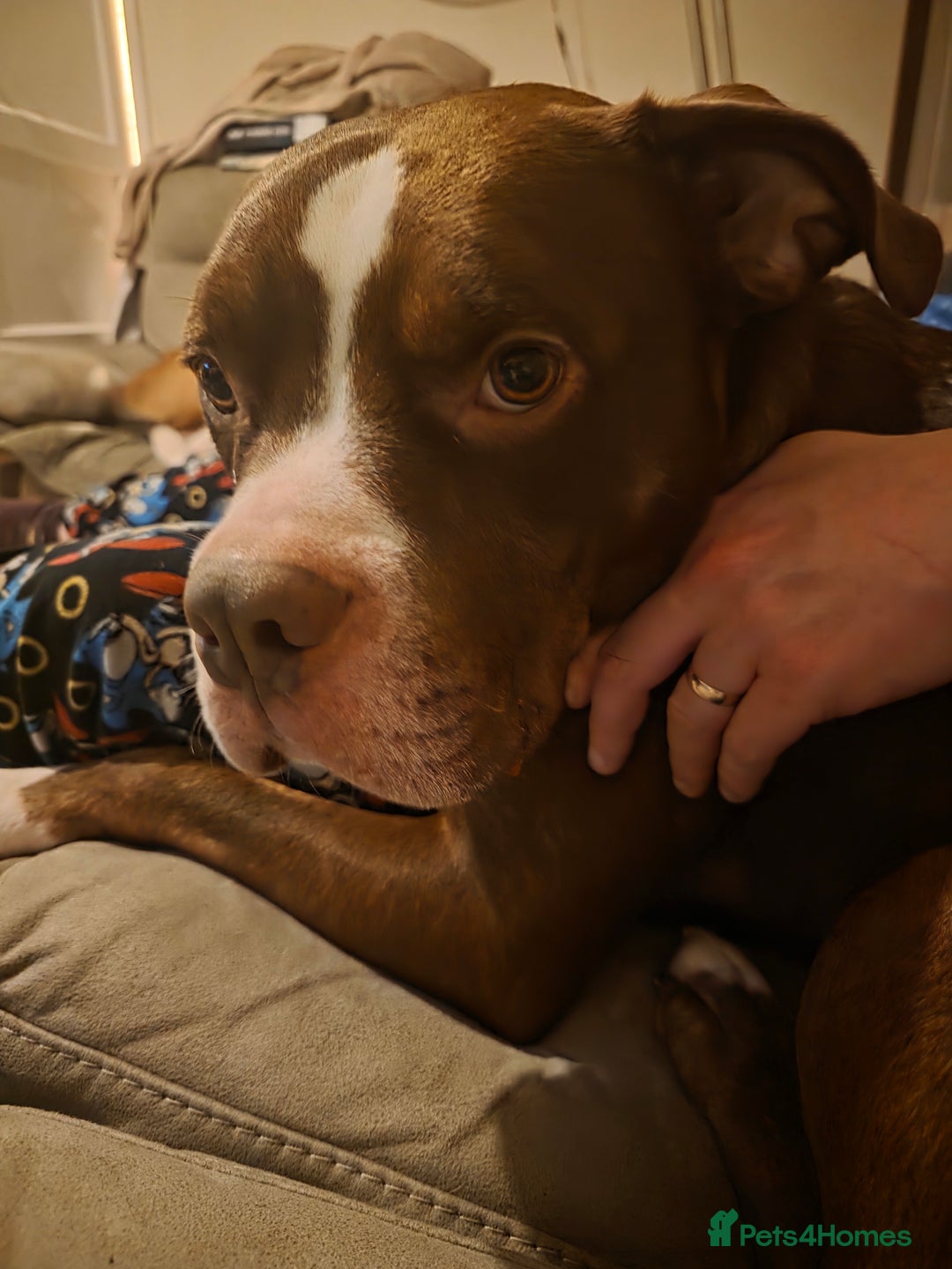 Mixed Breed dogs for sale: Staff x american bulldog looking for forever home - Image 1