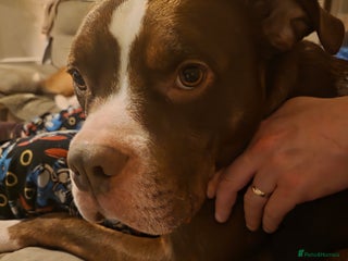 Mixed Breed dogs for sale - Advert 1