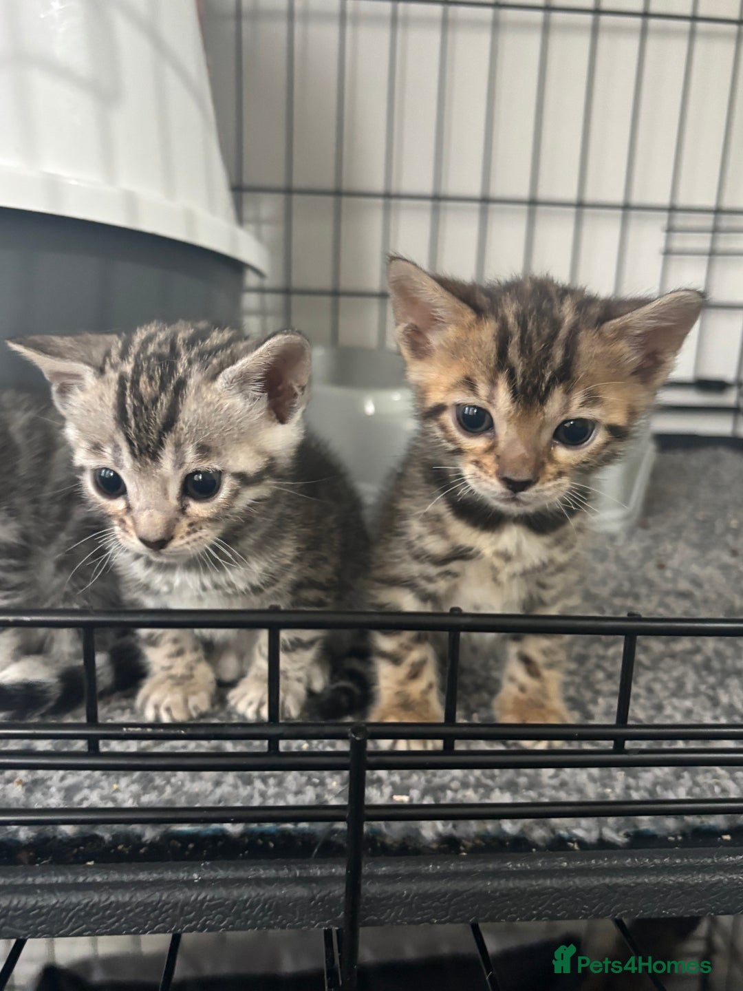Bengal cats for sale: Beautiful Bengal kittens  - Image 2