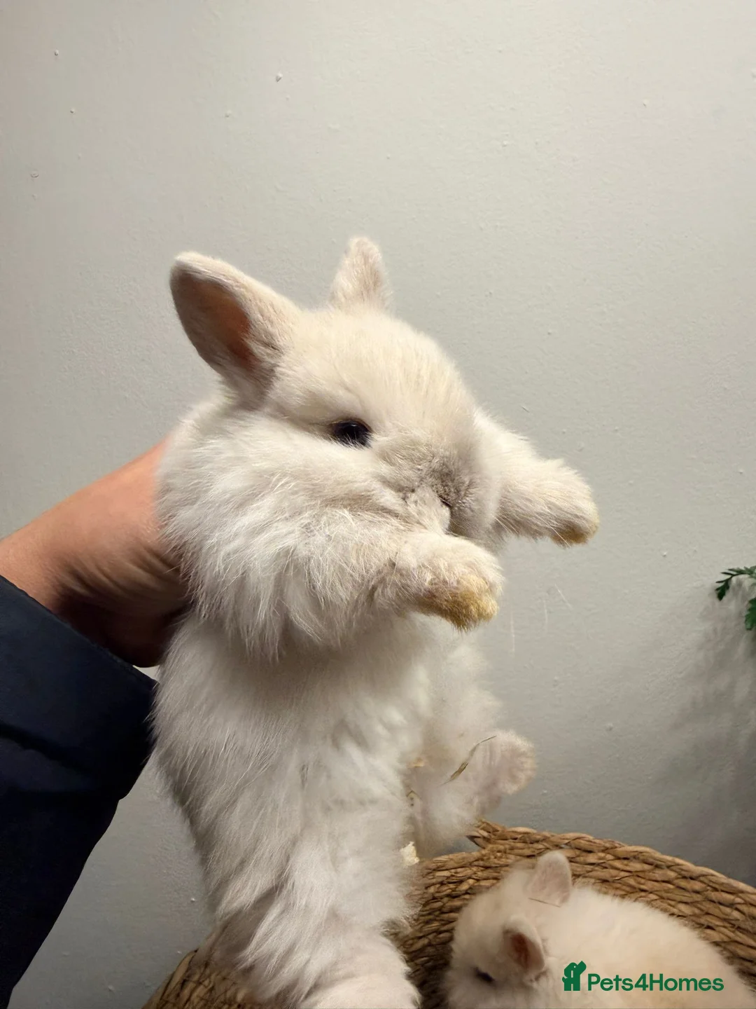 Mini Lion Lop rabbits for sale: Stunning Mini LionLops for Sale  - Advert 15