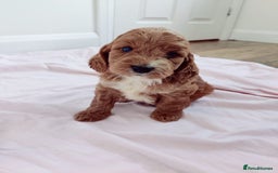 Cockapoo dogs for sale: Gorgeous Cockapoo Puppies  - Image 6