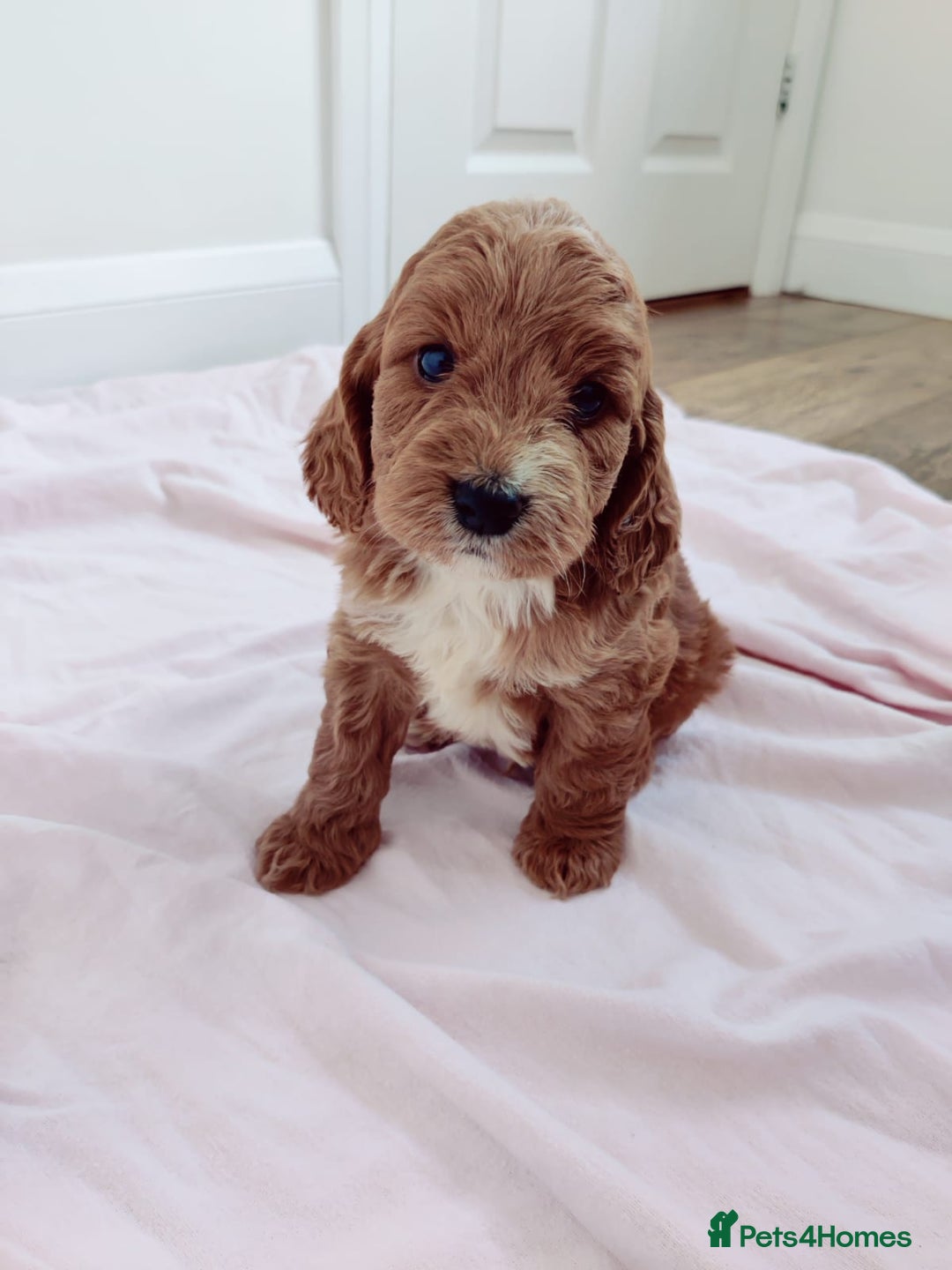 Cockapoo dogs for sale: Gorgeous Cockapoo Puppies  - Image 6