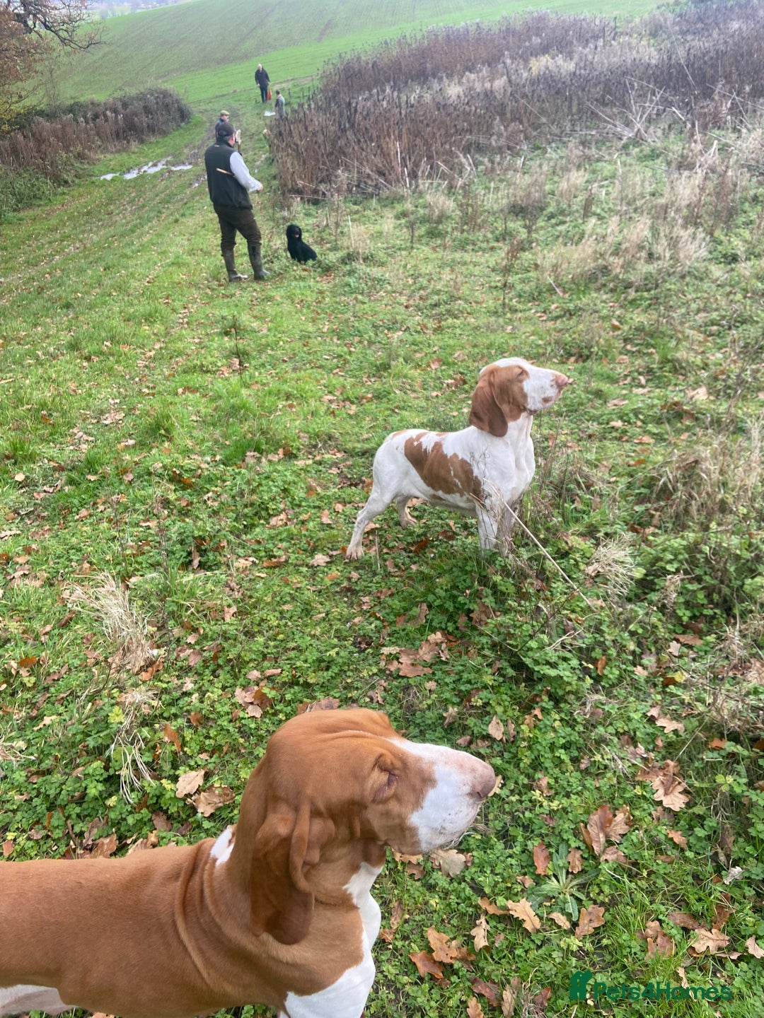 Bracco Italiano dogs for sale: 🌟 TOP BREEDER 2021,22,22,24,25🌟 - Image 15
