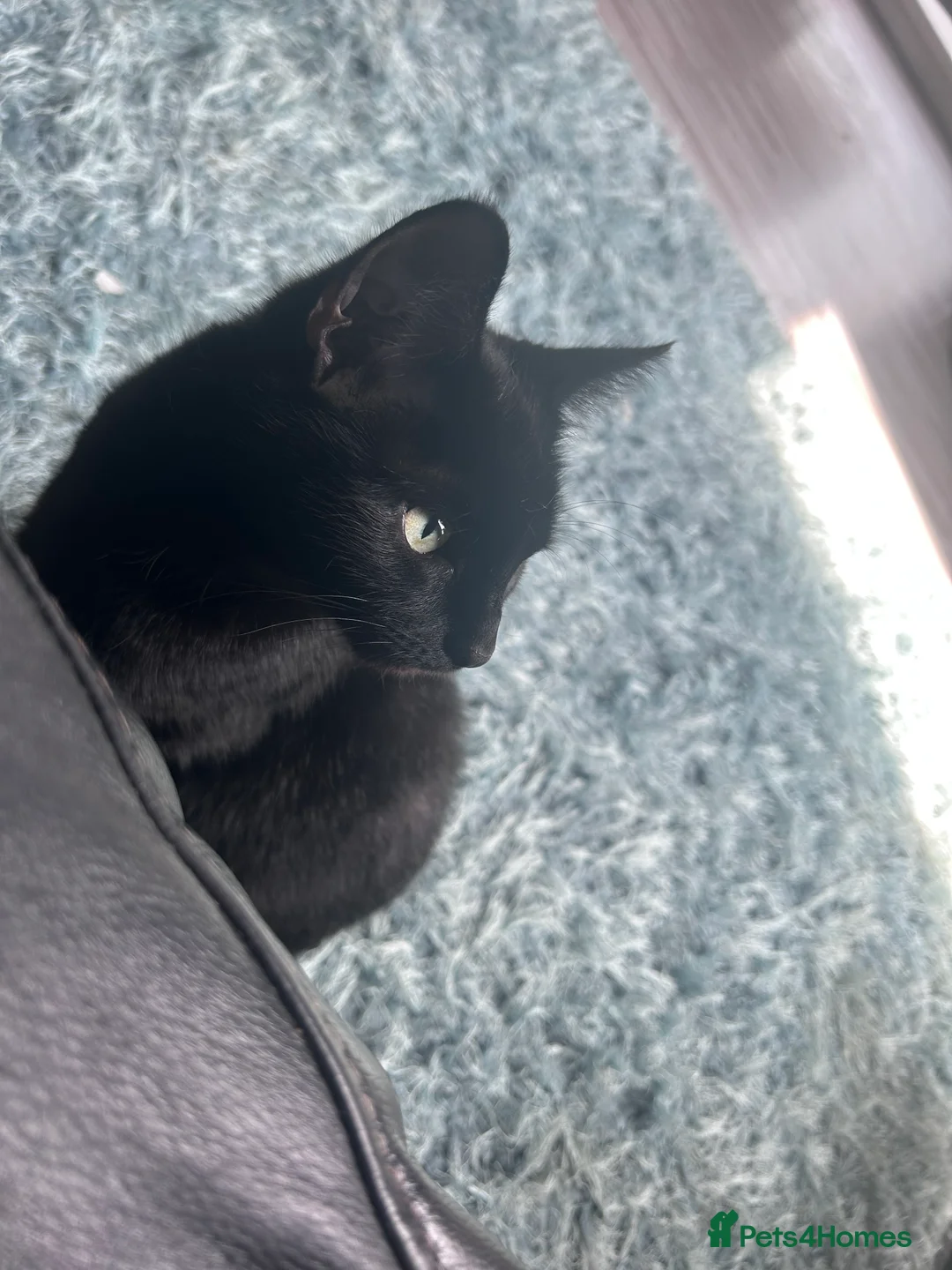 Bombay cats for sale: Sabrina 3YO girl in Bristol - Advert 16