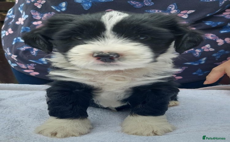 Tibetan Terrier dogs - Advert 1