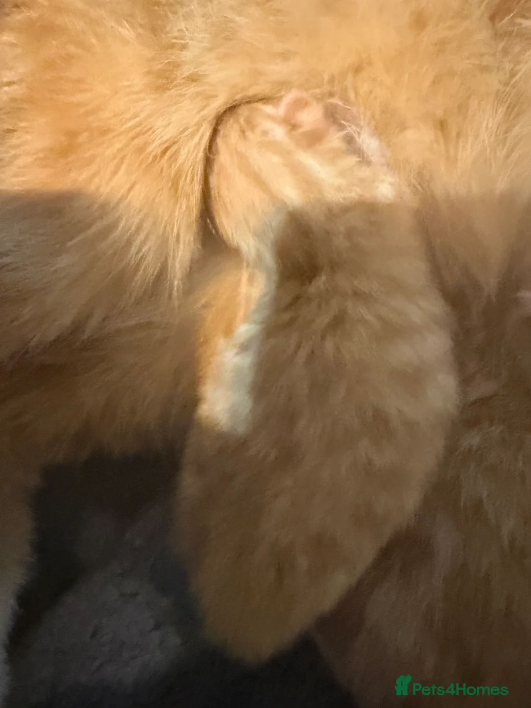 Mixed Breed cats for sale: Brand new kittens  - Advert 5