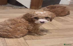 Mixed Breed dogs for sale: Cavapoo X Shihpoo puppies for sale - Image 9