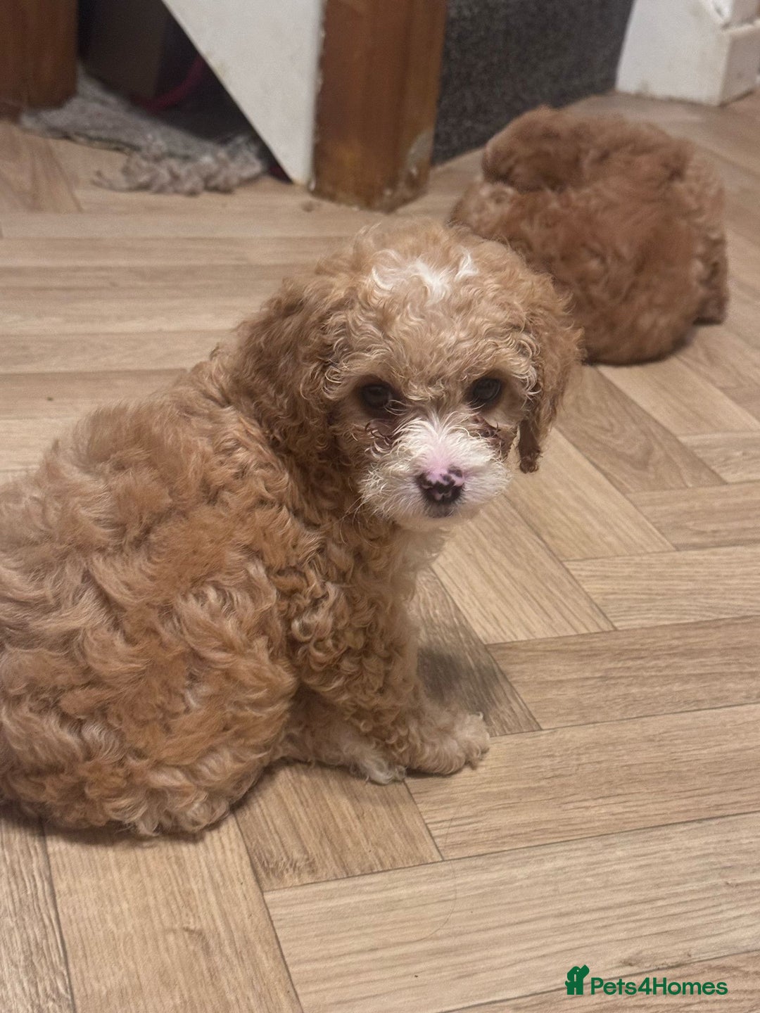 Mixed Breed dogs for sale: Cavapoo X Shihpoo puppies for sale - Image 9