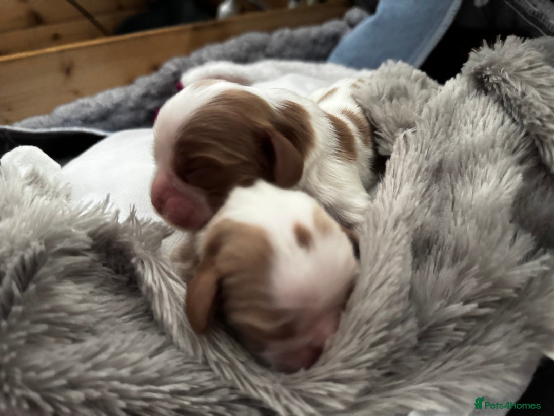 Cavalier King Charles Spaniel dogs for sale: 2 amazing girls Cavalier King Charles Spaniels  - Advert 3