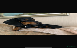 Miniature Dachshund dogs for sale: Mini dachshunds  - Image 10