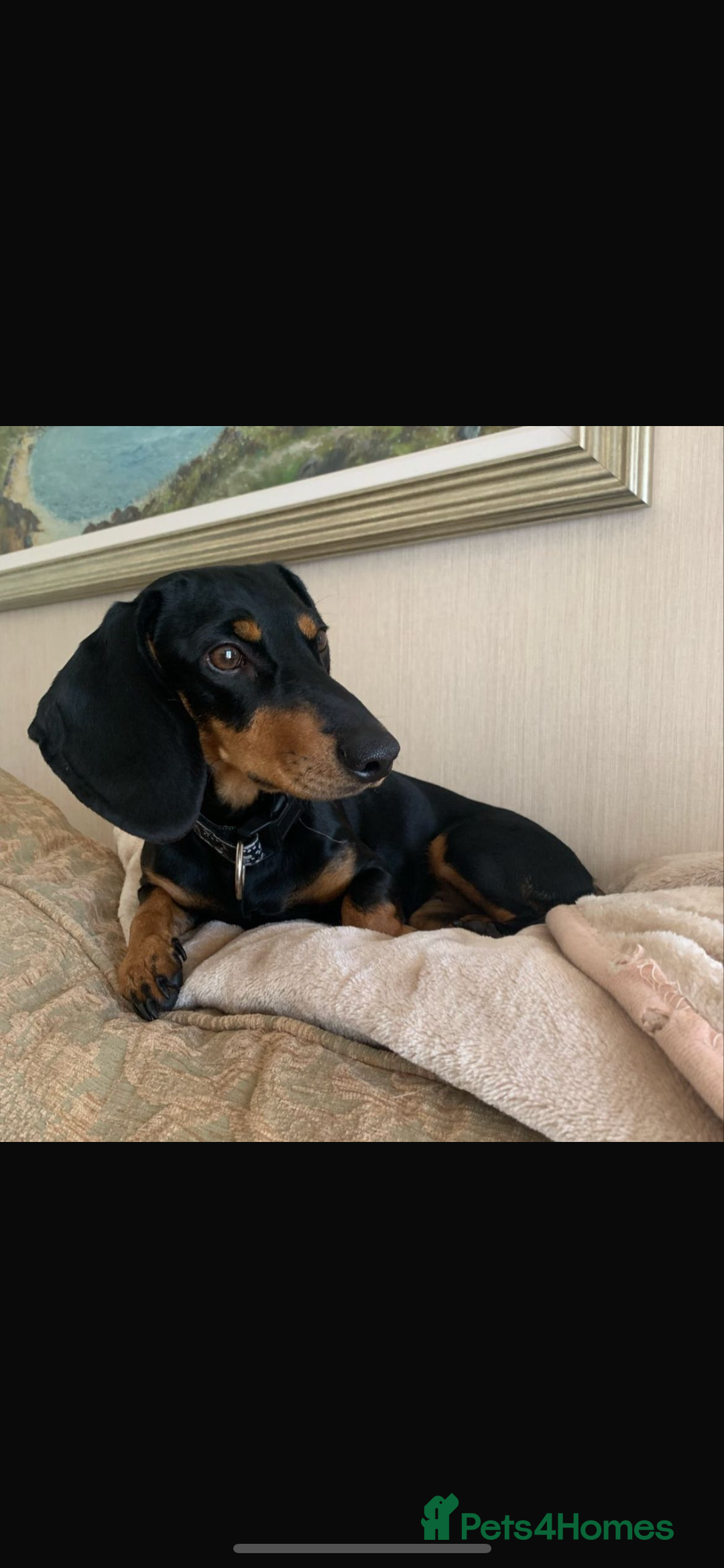 Miniature Dachshund dogs for sale: Mini dachshunds  - Image 10