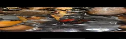 Mixed Breed reptiles for sale: Animal collection  - Advert 11